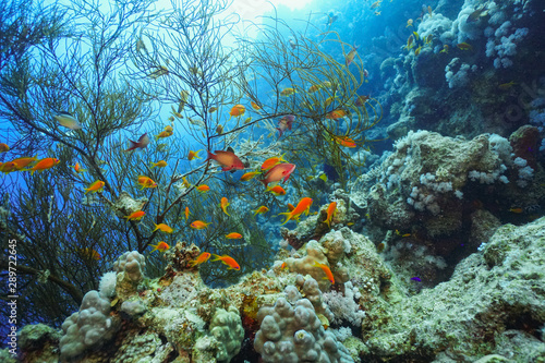 Fototapeta Naklejka Na Ścianę i Meble -  Underwater shot of the vivid coral reef in tropical sea. Fish swimming over the reef