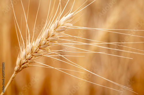 Close up Macro of the top of a wheat stalk at harvest