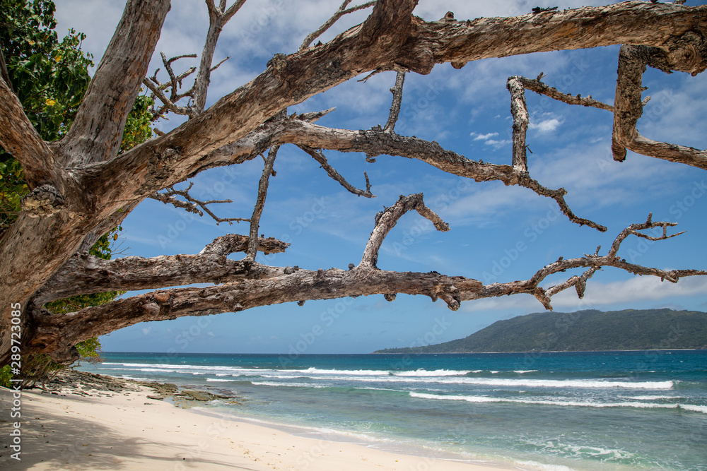 under the trees on the beach, seychelles under the trees on the beach, seychelles