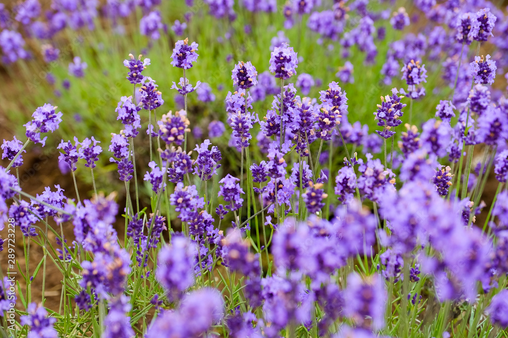 Close up lavender flowers farm,rural garden against white clouds sky background,the flower in row with purple flower foreground,spring time at Furano , Hokkaido in Jap Close up lavender flowers farm,rural garden against white clouds sky background,the flower in row with purple flower foreground,spring time at Furano , Hokkaido in Jap