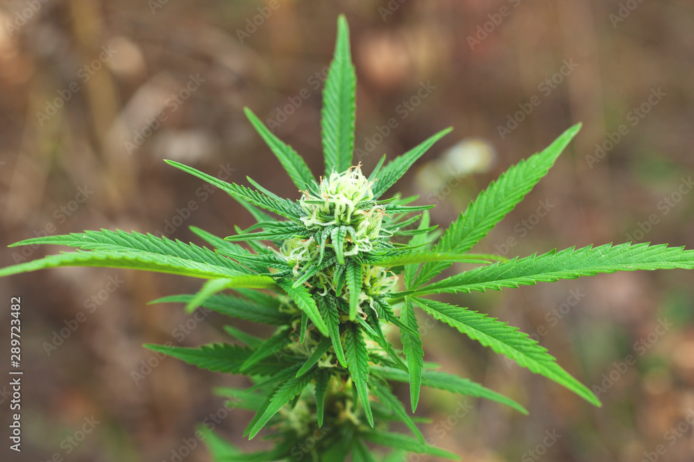 Green flowering medical cannabis bud on outdoor Green flowering medical cannabis bud on outdoor