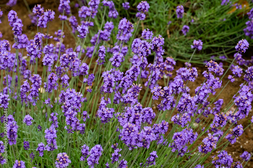 Naklejka premium Close up lavender flowers farm,rural garden against white clouds sky background,the flower in row with purple flower foreground,spring time at Furano , Hokkaido in Jap