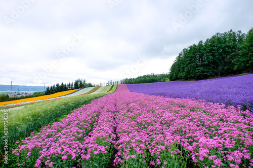 Beautiful rainbow flower fields  colorful lavender flowers farm rural garden against white clouds sky background the flower in row of pink white purple spring time at Furano   Hokkaido in Japan