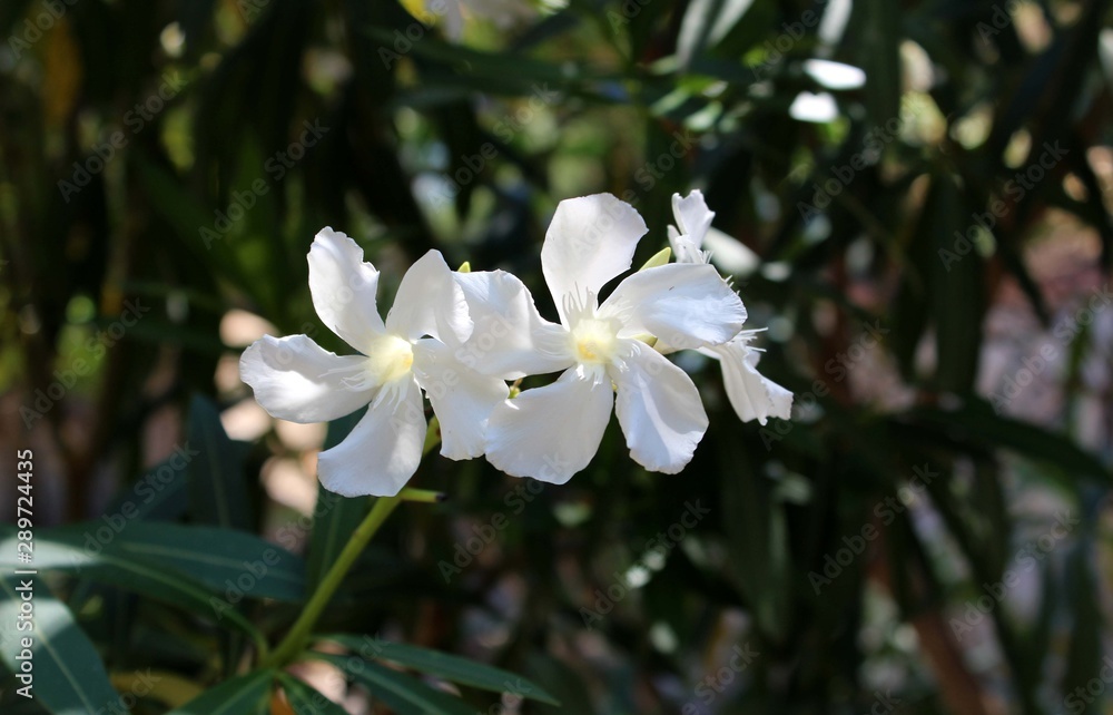 Nerium oleander - Oleandro Bianco Nerium oleander - Oleandro Bianco