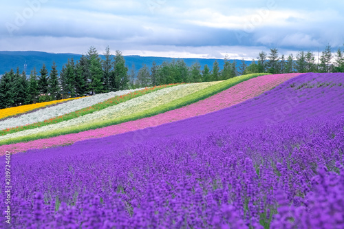 Beautiful rainbow flower fields  colorful lavender flowers farm rural garden against white clouds sky background the flower in row of pink white purple spring time at Furano   Hokkaido in Japan