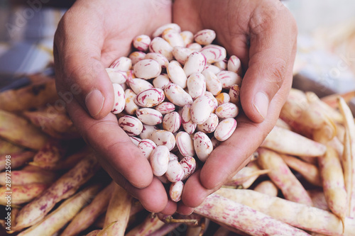 Phaseolus vulgaris is scientific name of Sugar Bean legume. Also known as Feijao Rajado or Frijol Canaval. Person with grains in hand. Macro. Whole food. photo