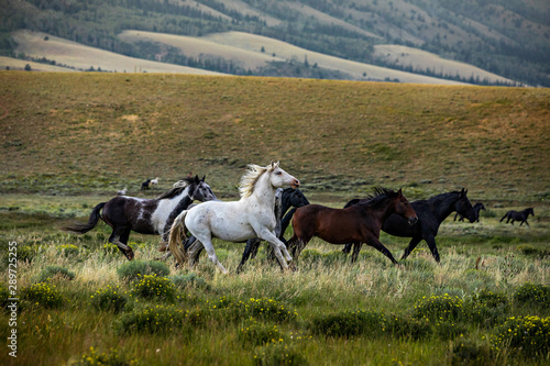 Wild Horse Sanctuary  © Terri Cage 