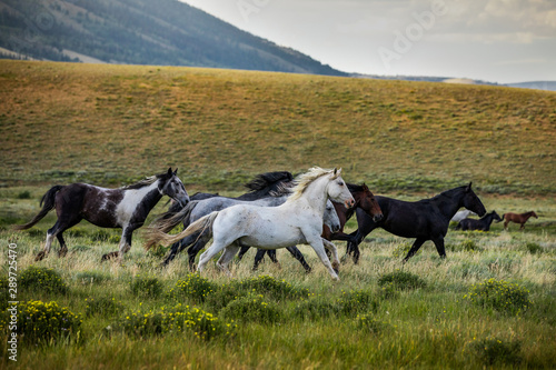 Wild Horse Sanctuary 