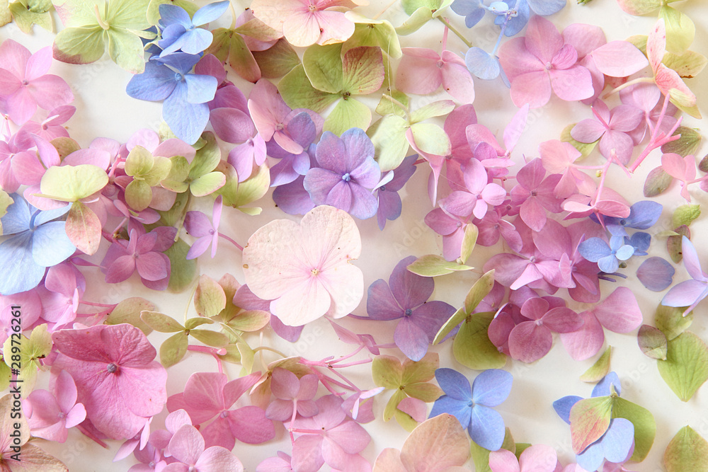 Red, green, blue hydrangea flowers on a light background