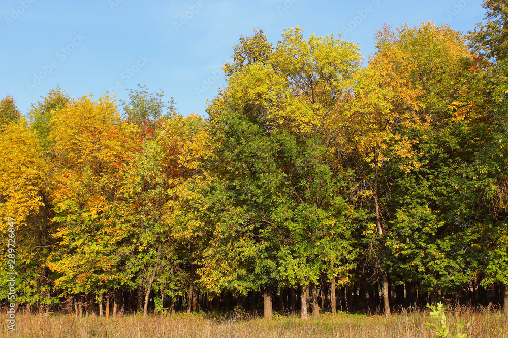 Beautiful autumn trees. Close-up. Background. Scenery.