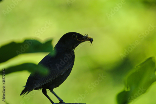 Kranke Amsel mit Insekten im Schnabel am Abend Turdus merula photo