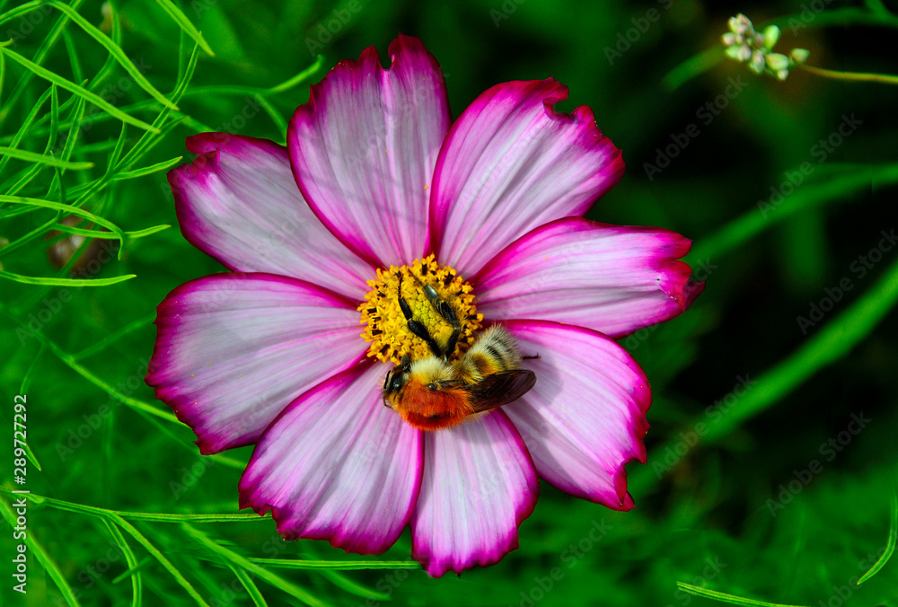 Obraz premium Beautiful fluffy bumblebee pollinating white with pink cosmos flower in the garden