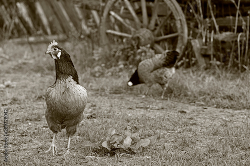 Vorwerkhuhn / Haushuhn - Vorwerk chicken photo