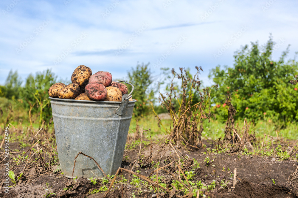 Freshly harvested organic potatoes in metal bucket