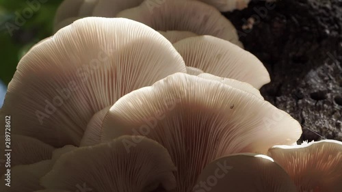Oyster mushrooms growing on a tree, releasing spores, close up, low angle photo