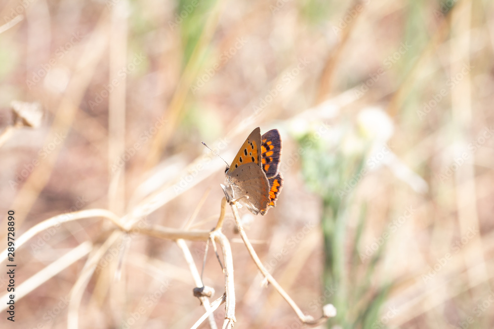 Butterfly ready to take off Butterfly ready to take off
