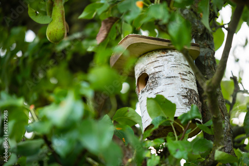 a bird house is hidden deep in a tree so that the birds can  nest