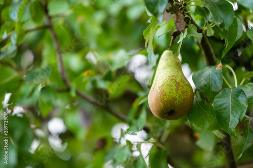 Pears on a pear tree just before autumn, the  fruits are ripe