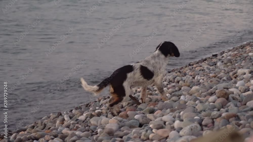 Cute street dog sitting on the beach, sunset, ocean, sea, Cute street dog sitting on the beach, sunset, ocean, sea,