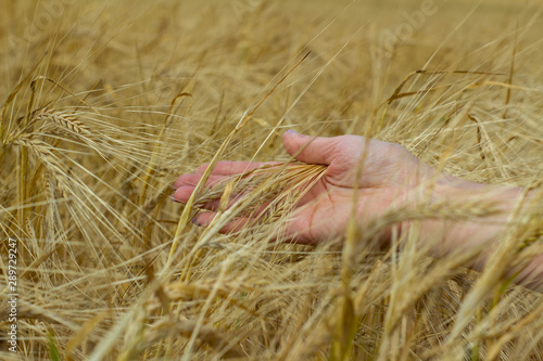 ear of wheat in field woman's hand
