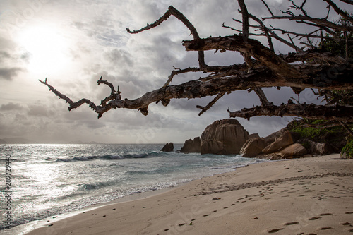 under the trees on the beach, seychelles