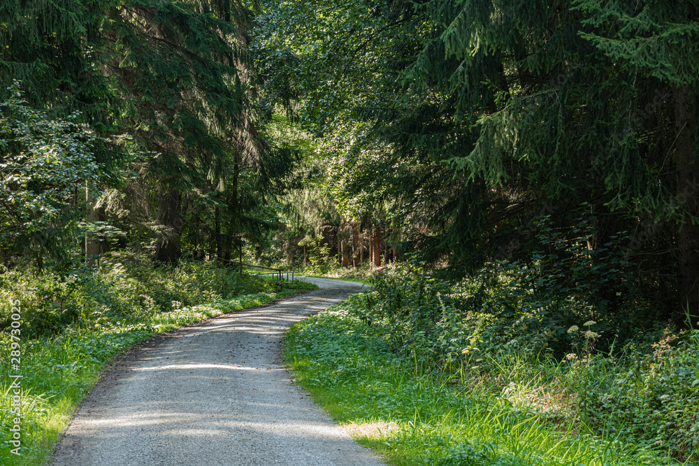 Fototapeta premium Waldweg
