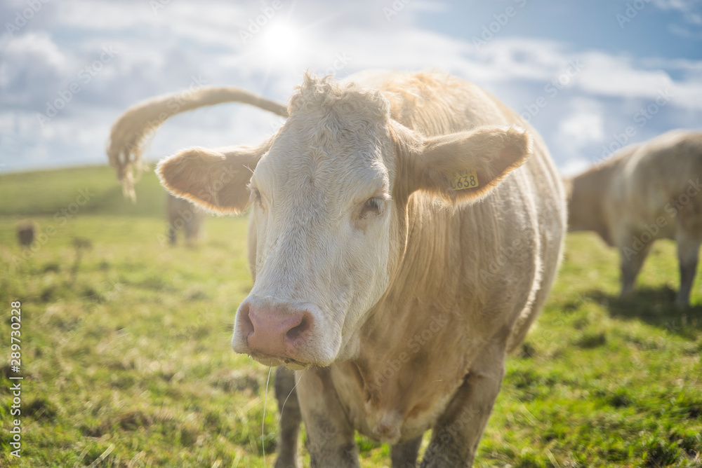 cow on a field looking at camera with a sunrise