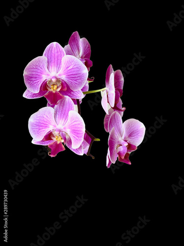 Purple orchid flower  isolate. Decorative branch with flowers  on a black background.