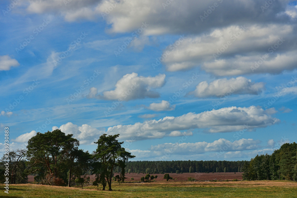 Fototapeta premium Heide Landschaft Blüte lila Herbst Fläche Natur Farbe schön einmalig
