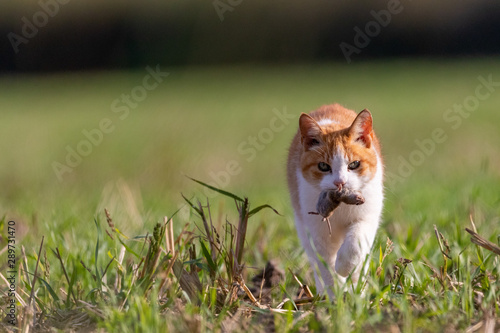 Feral cat with mouse in field