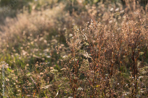 Scene with wild grass on a sun light © misu