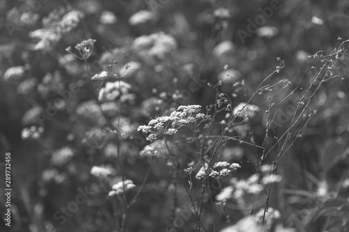 Tableau sur toile Scene with wild grass on a sun light