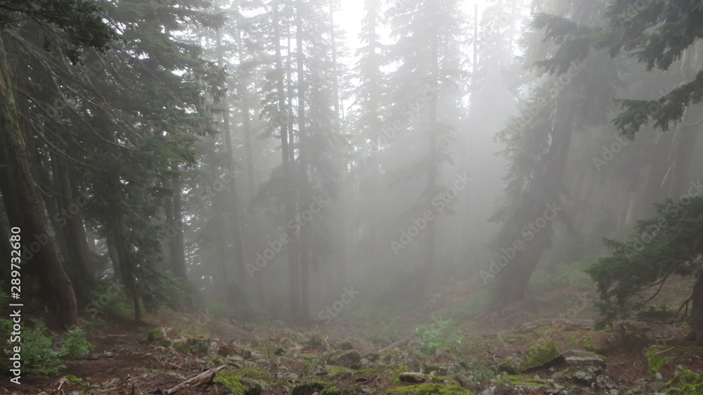 Obraz premium Forest Fog
