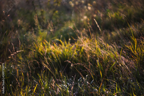 Scene with wild grass on a sun light