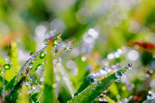 Beautiful bokeh with morning dew on green grass
