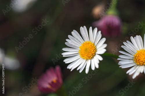 white daisy flower