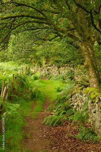 Pastoral Hiking Trail in Rural Wales