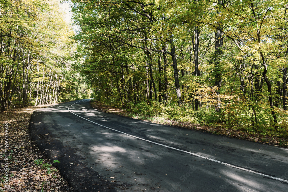 Fototapeta premium Słoneczny dzień w lesie jesienią