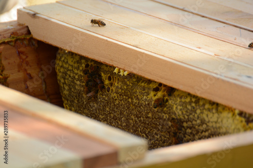 arnia africana produzione miele