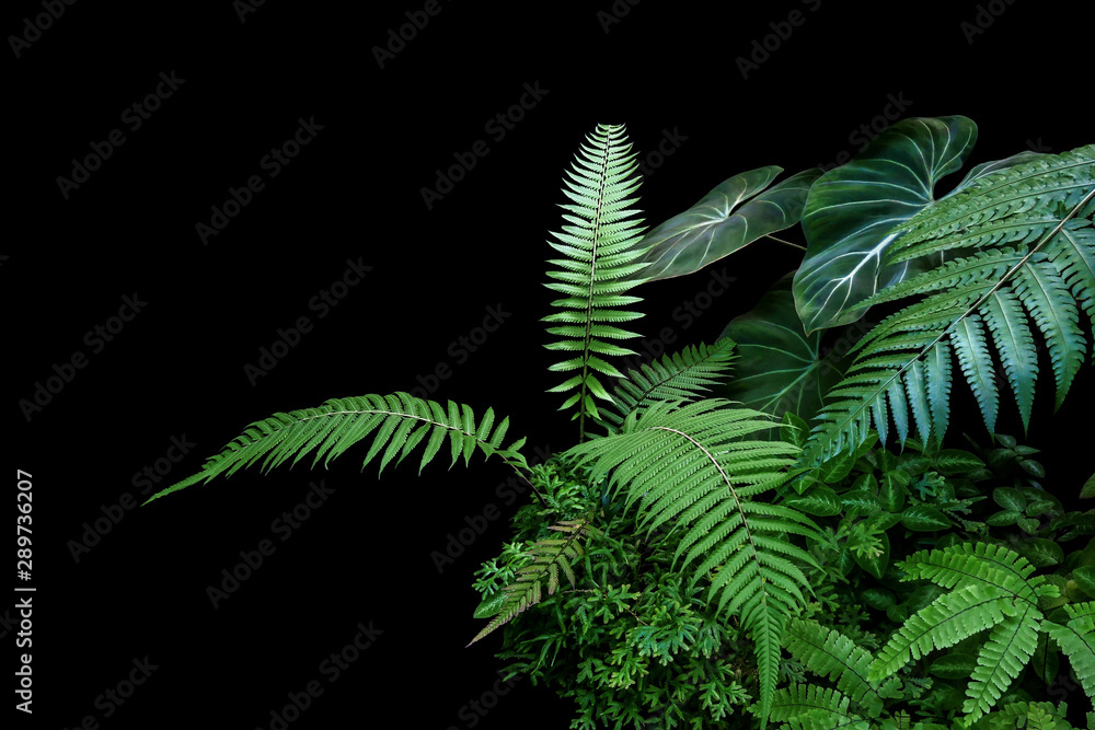 Fern fronds, philodendron leaves (Philodendron gloriosum) and tropical foliage rainforest plants bush on black background. - obrazy, fototapety, plakaty 