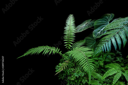 Fern fronds, philodendron leaves (Philodendron gloriosum) and tropical foliage rainforest plants bush on black background.