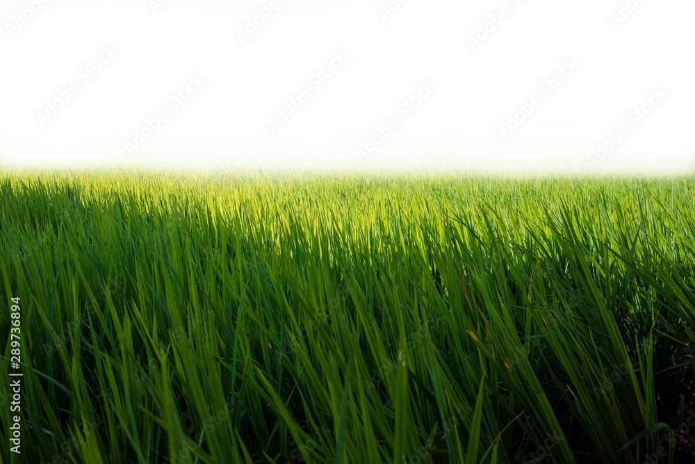Obraz premium rice field on a white background