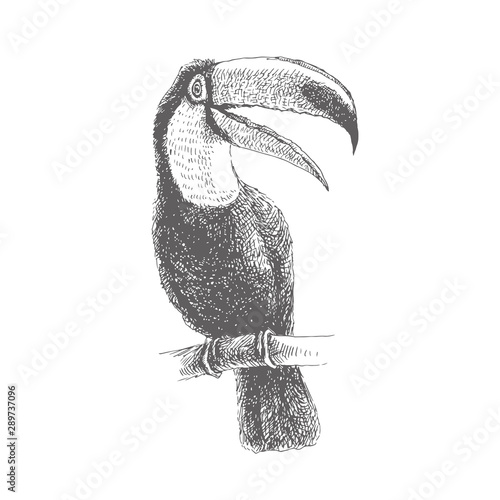 Vector vintage illustration of toucan isolated on white. Hand drawn sketch of tropical bird in engraving style