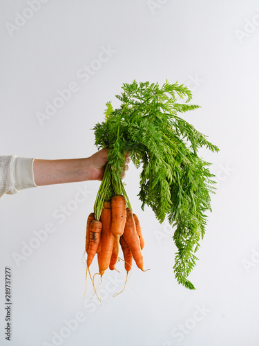 Bouquet of fresh carrots in a hand on a white background. Fresh carrots from the gardens. Organic carrots. Food background.