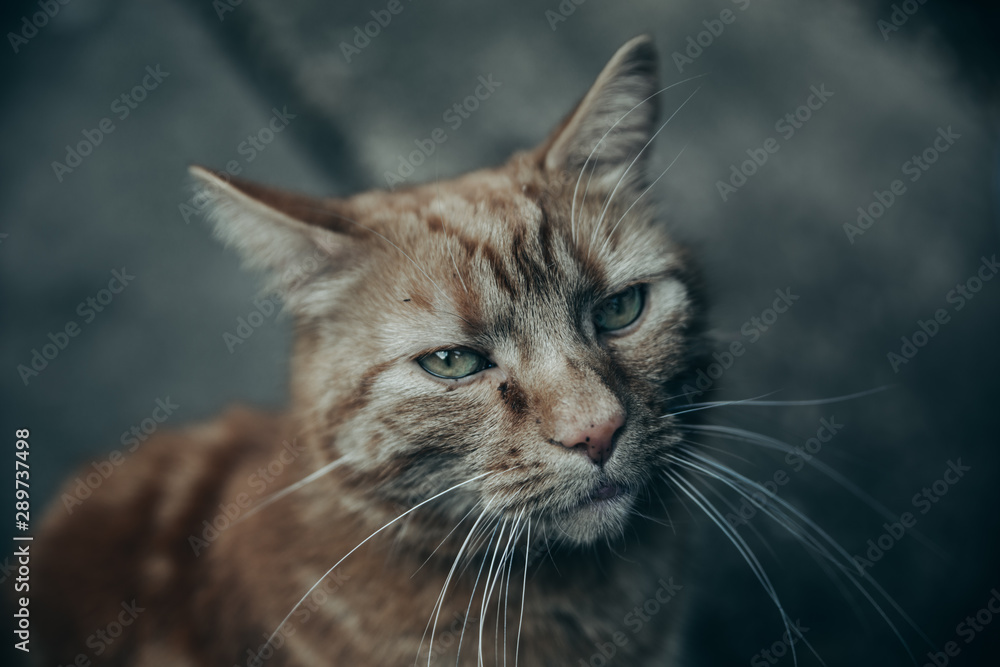 Portrait of a cat