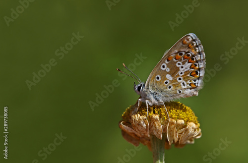 Polygonal balkan blue butterfly   Polyommatus anteros © mylasa