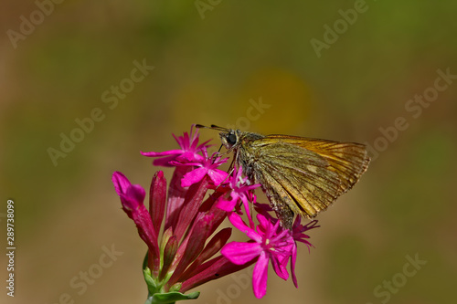 Bouncy butterfly ; Ochlodes venatus