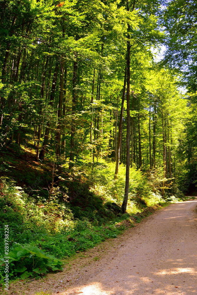 Obraz premium Road to Winter and Spa station Poiana Brasov. Typical landscape in the forests of Transylvania, Romania