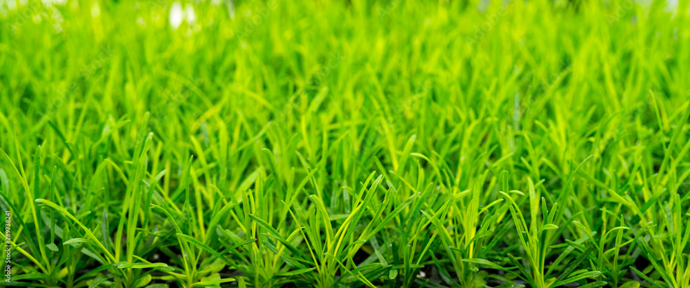 Young green plants in farm field. Agriculture. Cultivation of edible plants. Young green plants in farm field. Agriculture. Cultivation of edible plants.