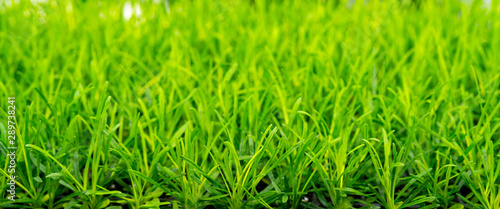 Young green plants in farm field. Agriculture. Cultivation of edible plants.